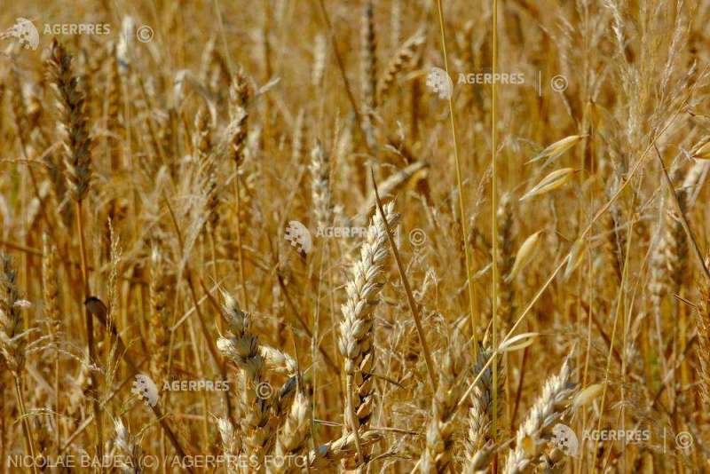 Cereal imports from Ukraine, Republic of Moldova will be possible only on the basis of a license (AgriMin)