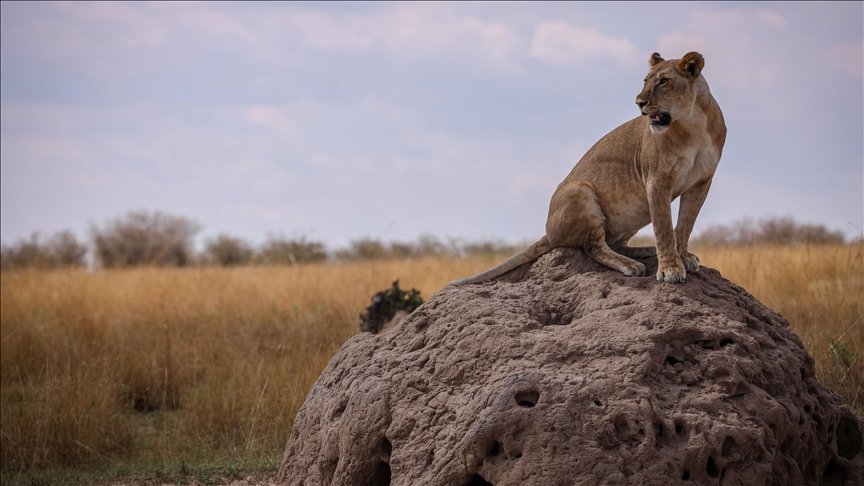Kenya's thriving lion population defies global trends