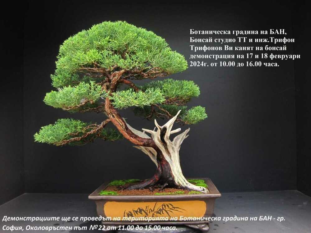 Bulgarian Academy of Sciences' Botanical Garden to Present Bonsai Show with Demonstrations