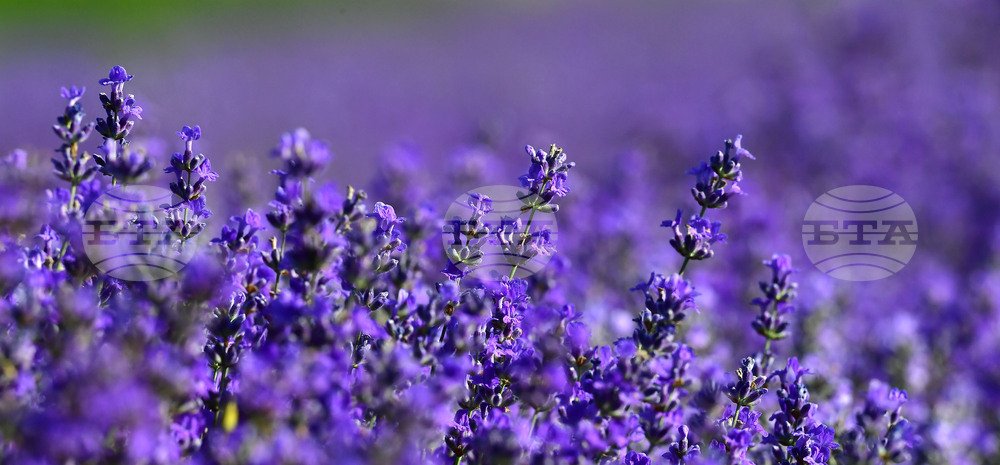 Chirpan to Host 10th National Lavender Festival