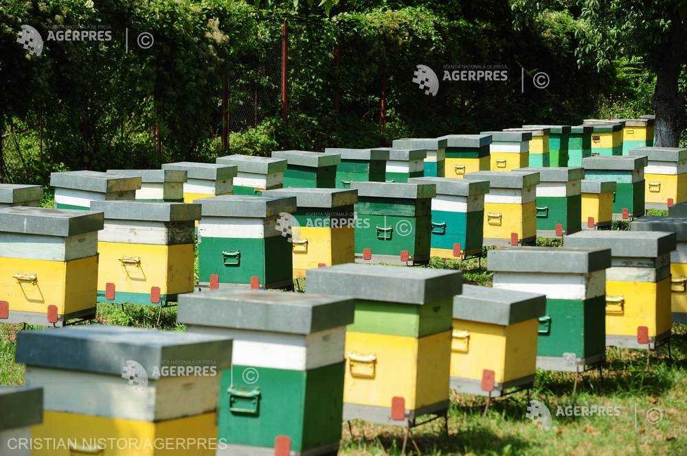 Sour Taste: Romanian Beekeepers Cry for Help as Climate Change and Cheap Imports Sour Honey Industry