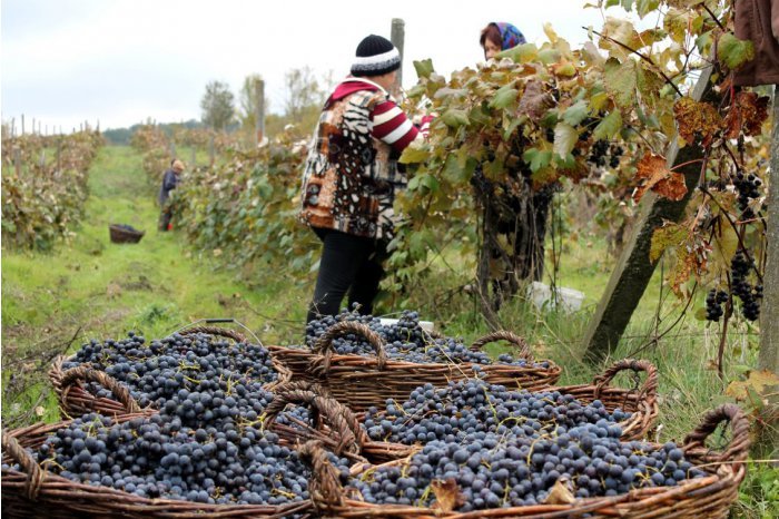 Moldova's Table Grape Exports to the EU Quadruple