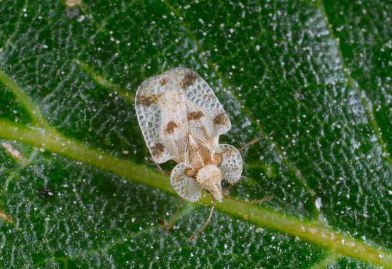 Forests infested with invasive oak lace bug