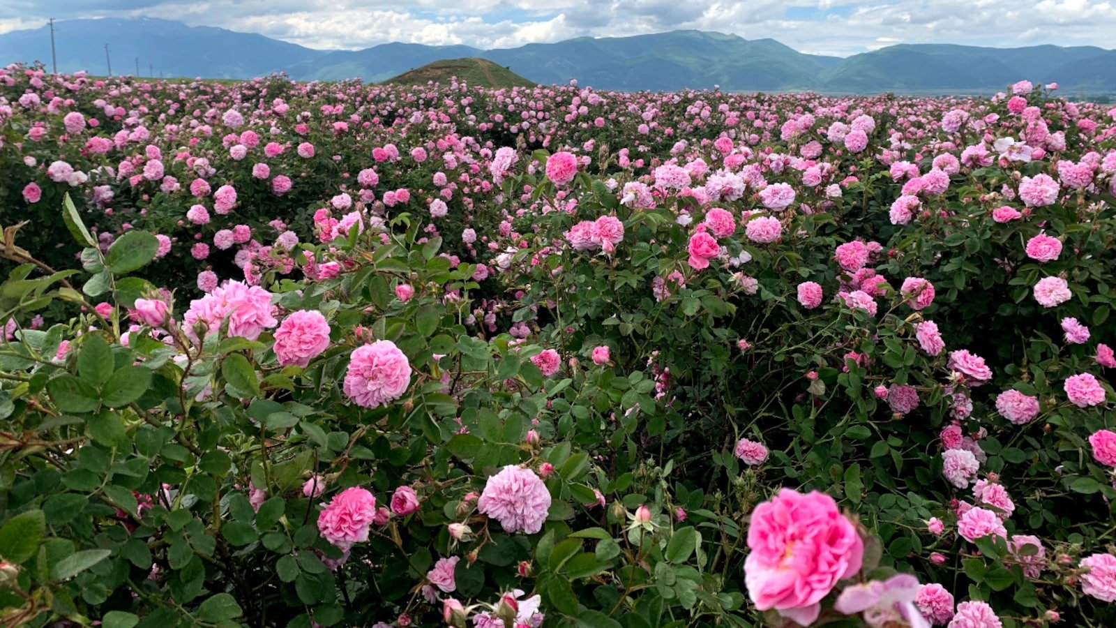 Enchanting rose valley in Bulgaria: blossoming paradise