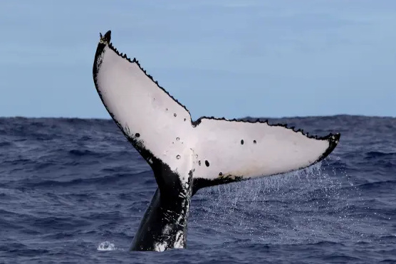 Slovenian researcher involved in studying mysterious Pitcairn Islands whales