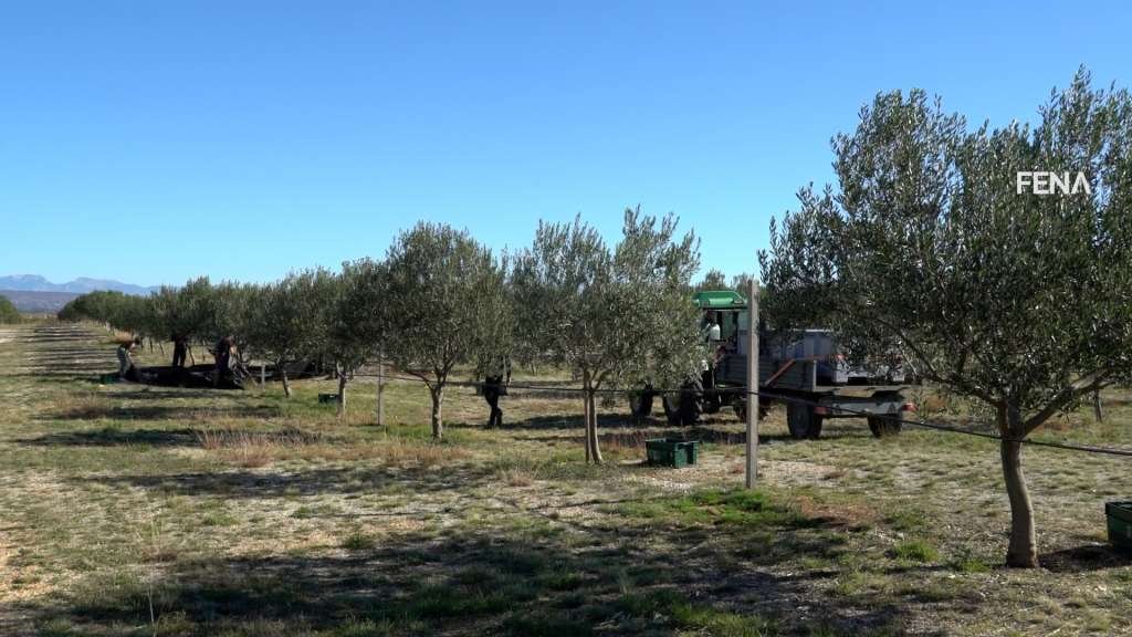 Bosnia’s olive oil gains EU protection mark