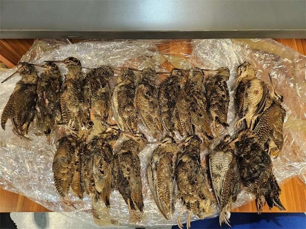 Smuggling of protected birds foiled at Croatian border