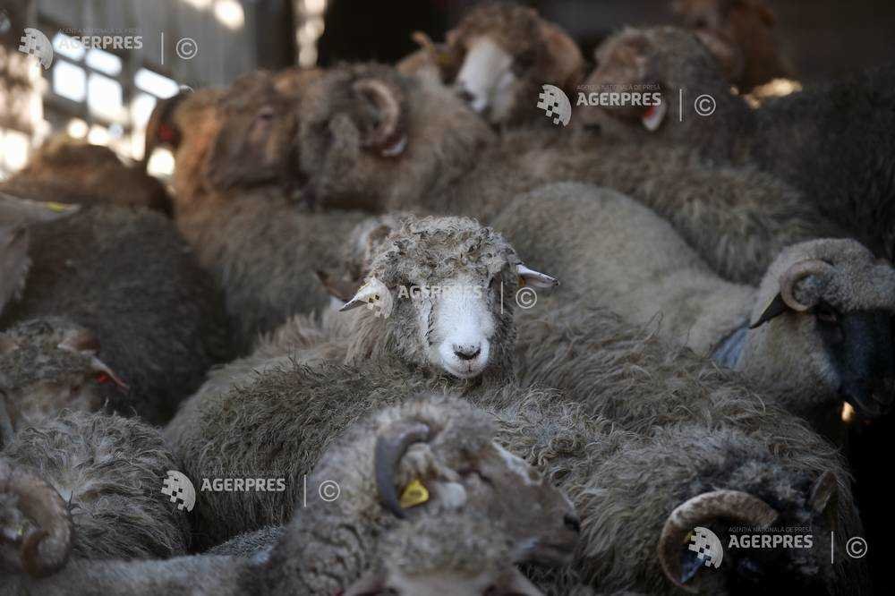 Saudi Delegation Visits Romania to Discuss Resumption of Sheep Exports