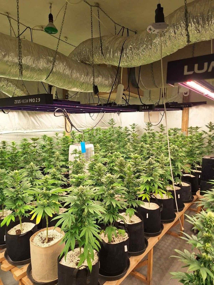 Massive Indoor Cannabis Greenhouse Uncovered in Sveti Vlas