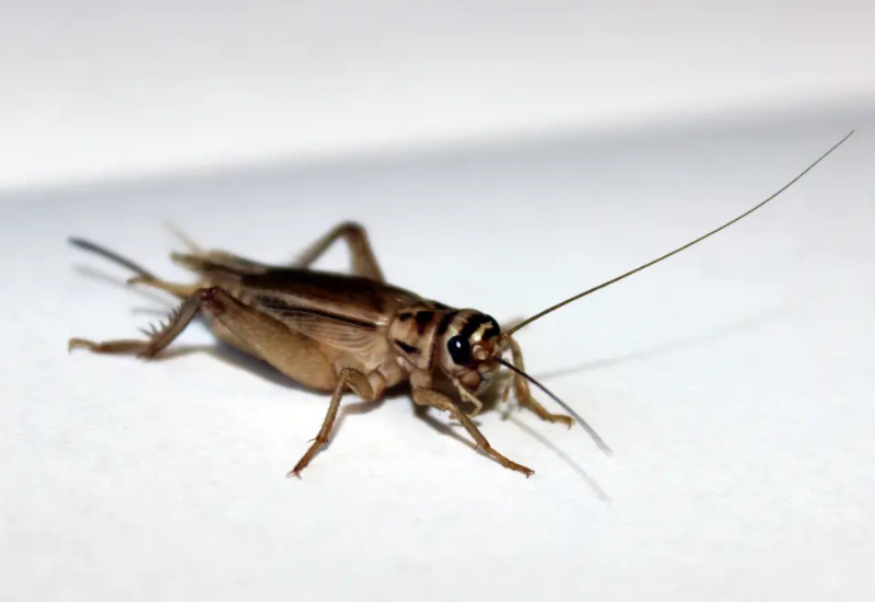 Secret love life of crickets revealed