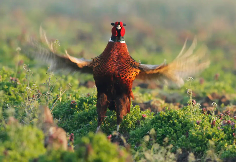 Slovenia to close last pheasant and partridge breeding facility