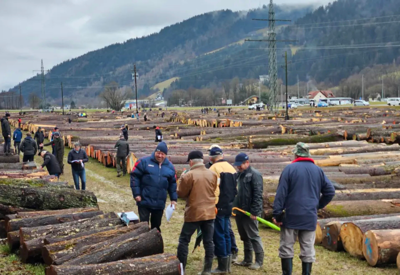 Bosnian walnut log breaks record at timber auction